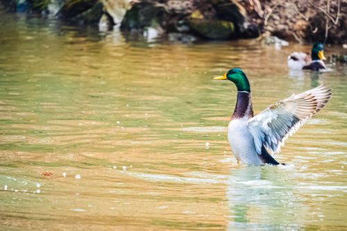 Free A mallard duck stretches its wings in a serene pond in Ljubljana, Slovenia. Stock Photo