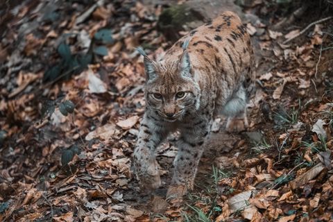 Eurasian lynx