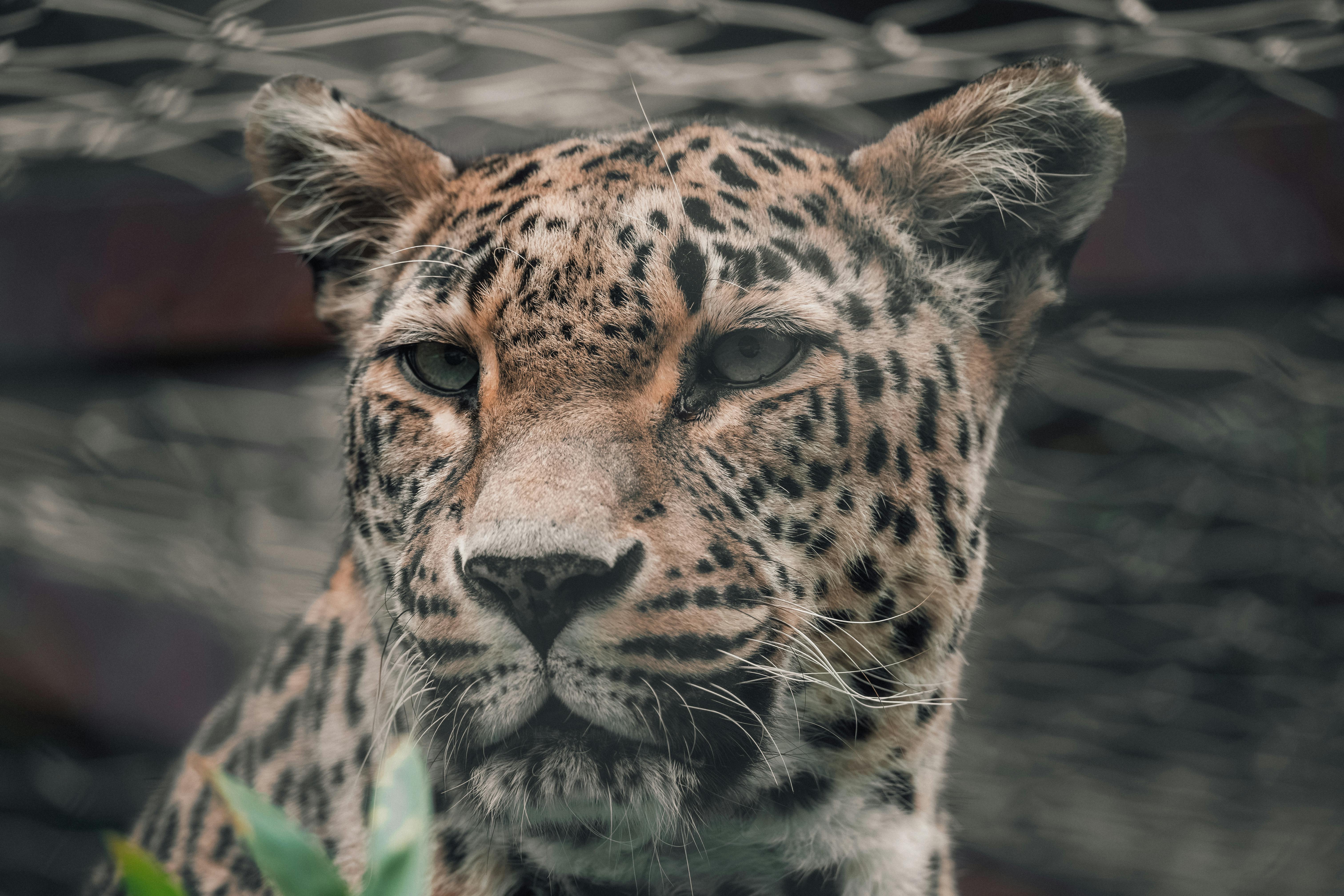 Free stock photo of animal, animaladdict, animaladventures