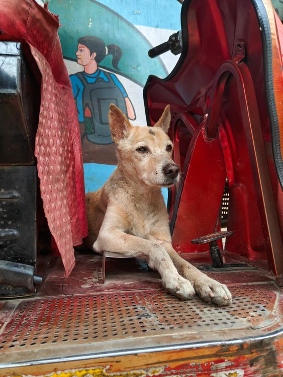 Dog Riding Rickshaw Relaxed Dog in a Rickshaw Setting · Free Stock Photo