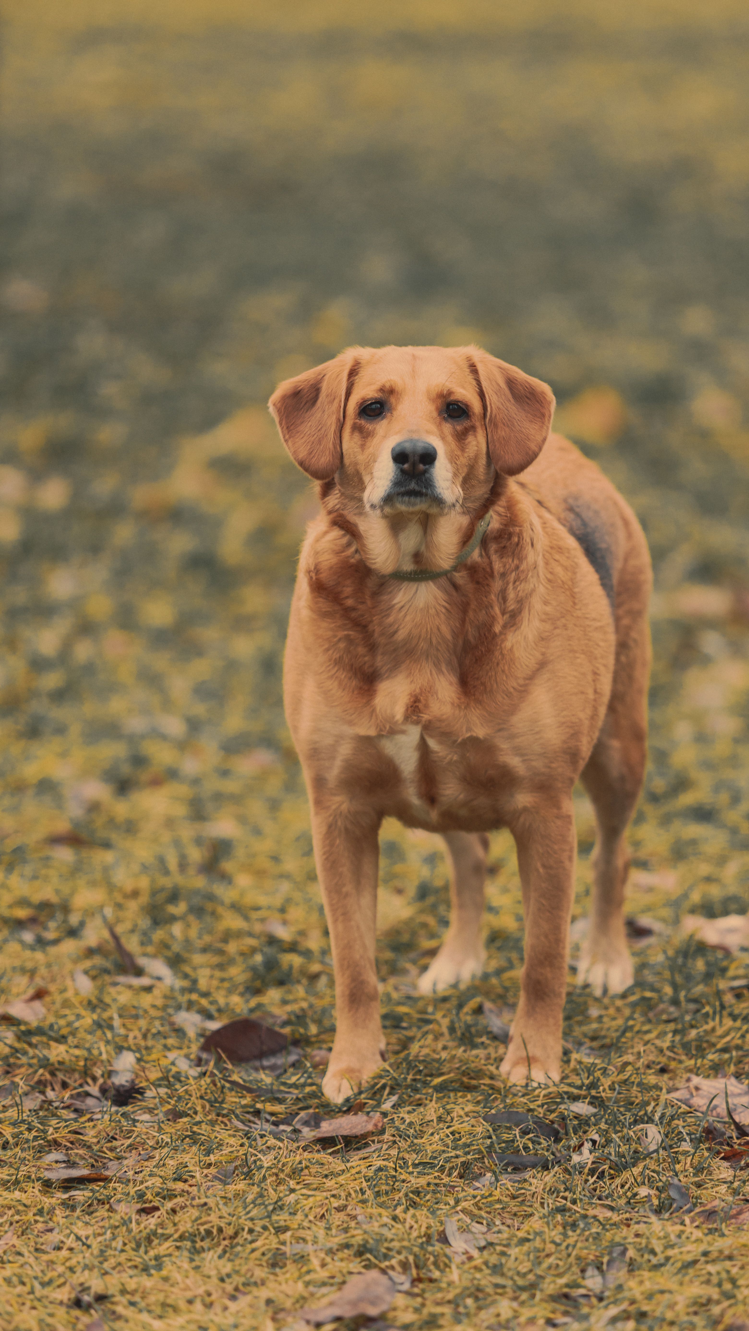 Labrador Retriever in Autumn Park Setting · Free Stock Photo