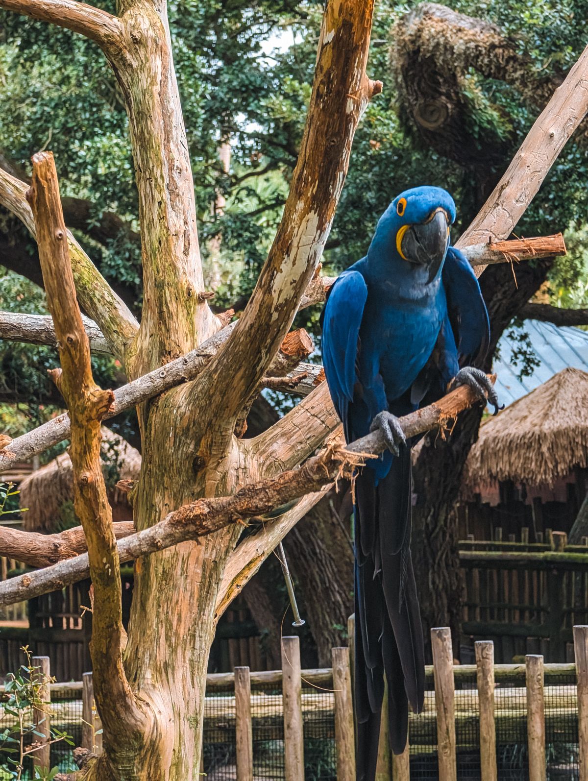 Hyacinth macaw perched on a branch