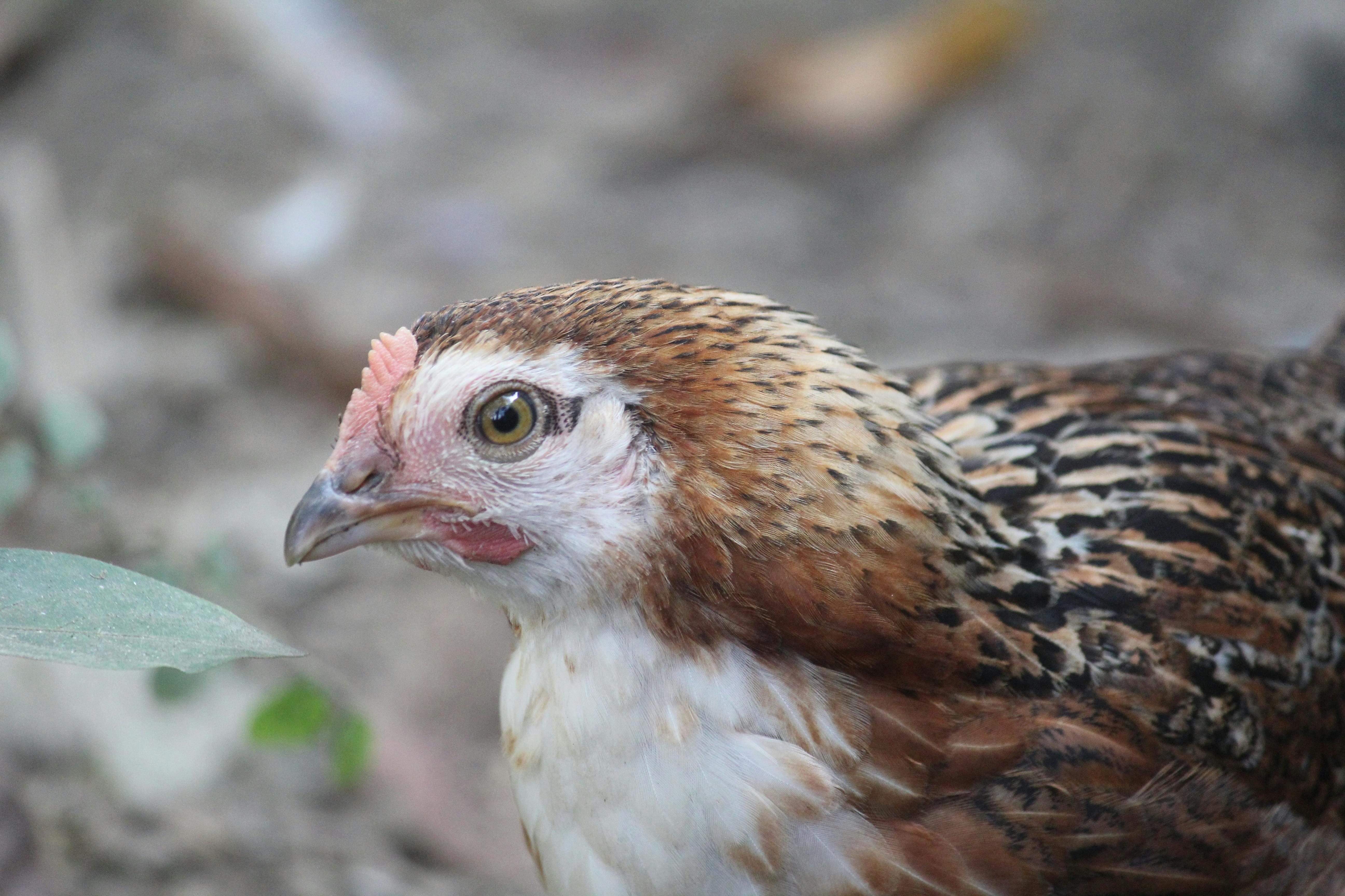 Detailed close-up of a chicken displaying vibrant feathers in an outdoor setting.