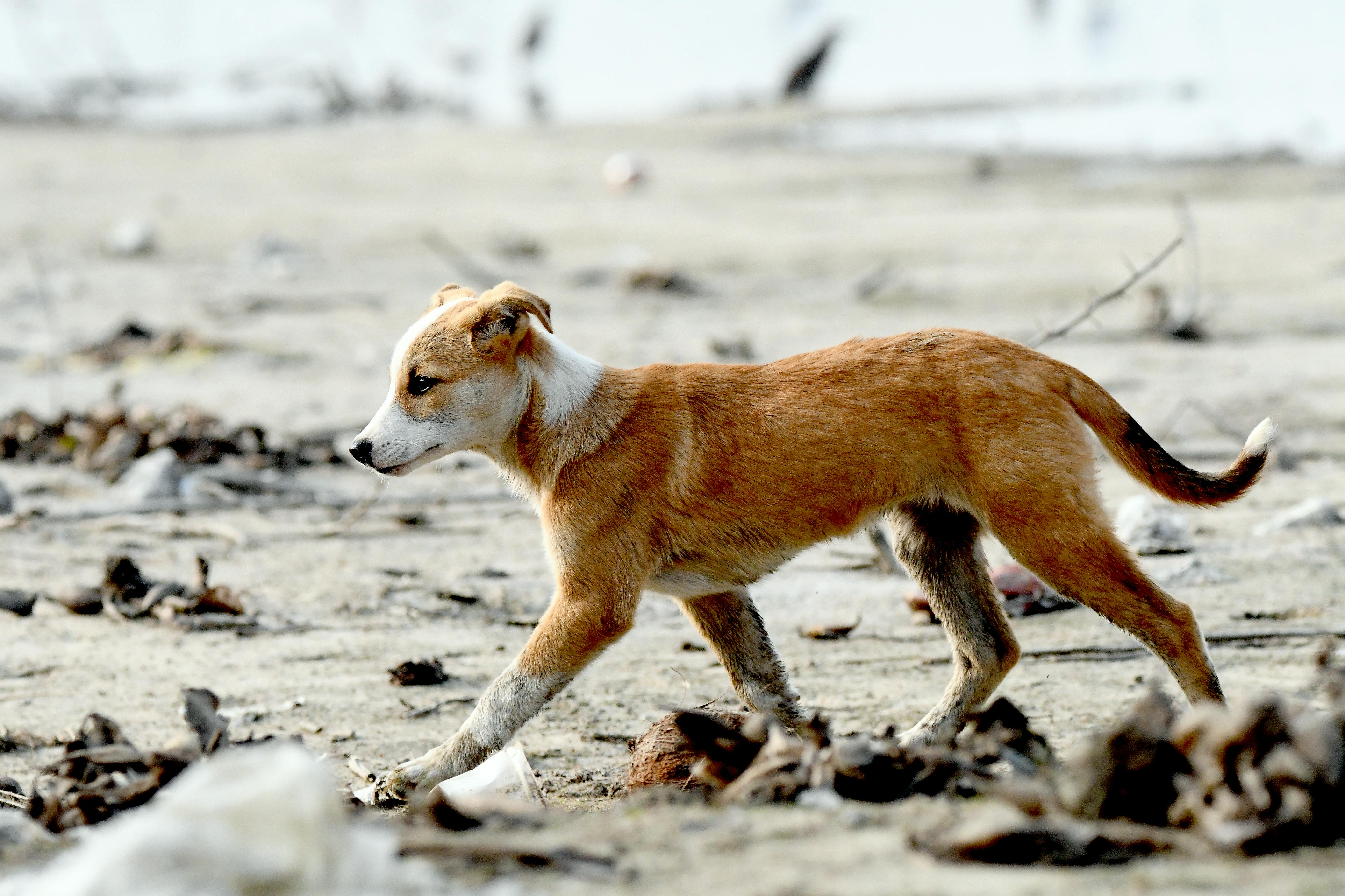 Elanco Animal Health Incorporated Q1 2026 Earnings Call Summary — Photo by Amit Rai on Pexels