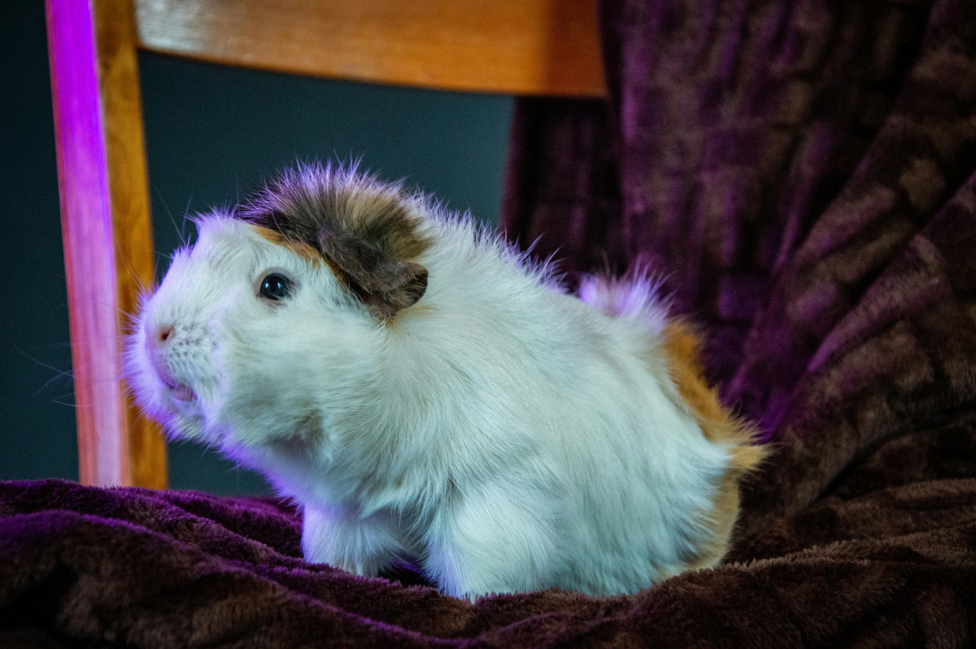NIH funds brain PET imaging technology — Photo by Vika Glitter on Pexels