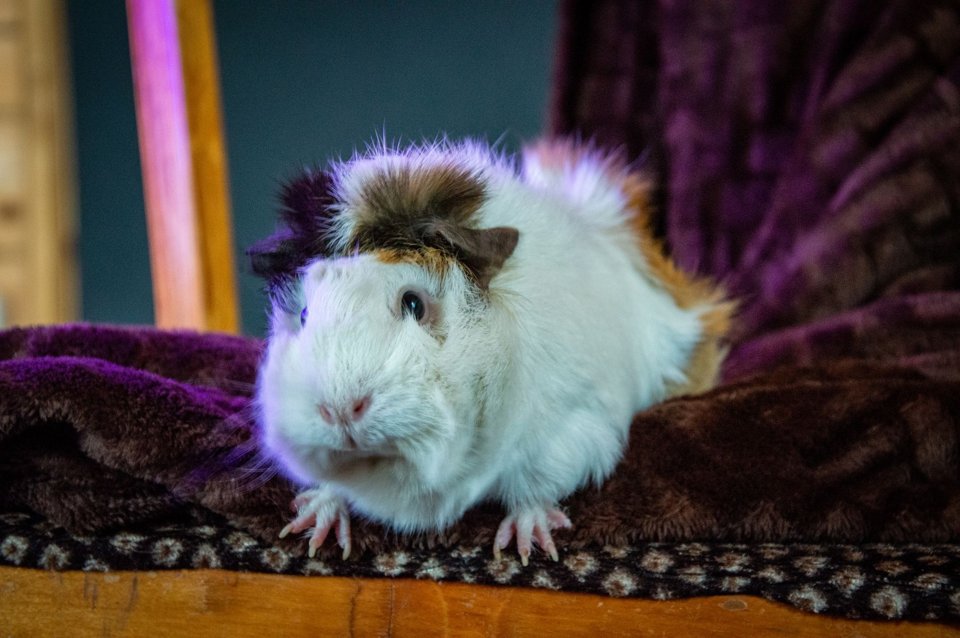 Veterinarian examining a guinea pig during a checkup