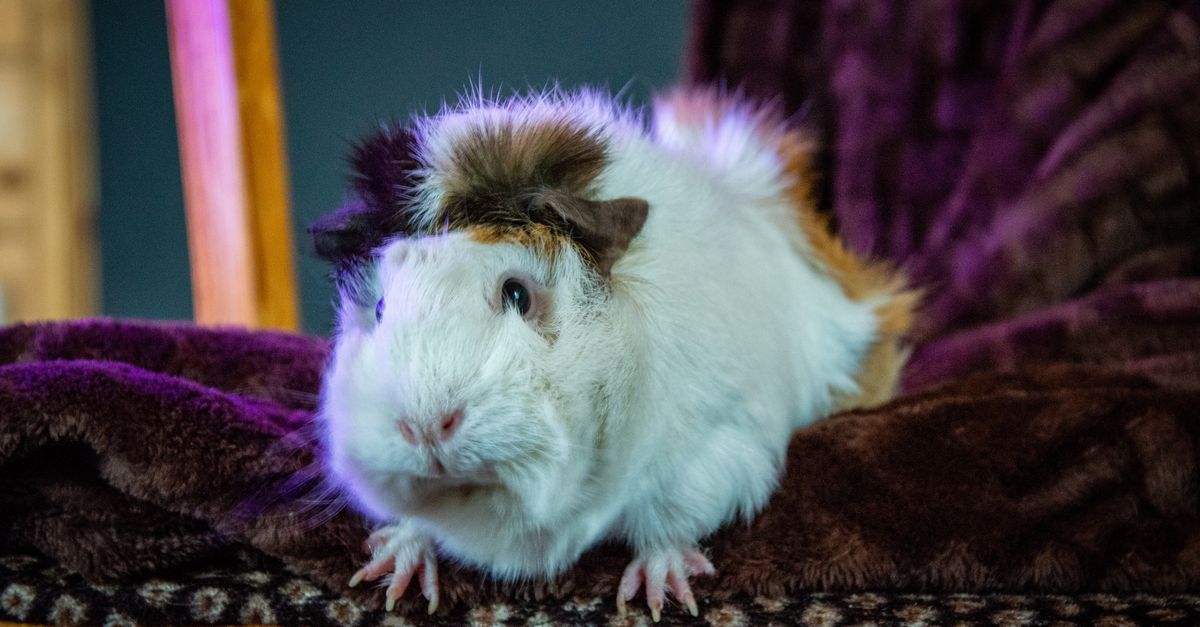 Photo of Guinea