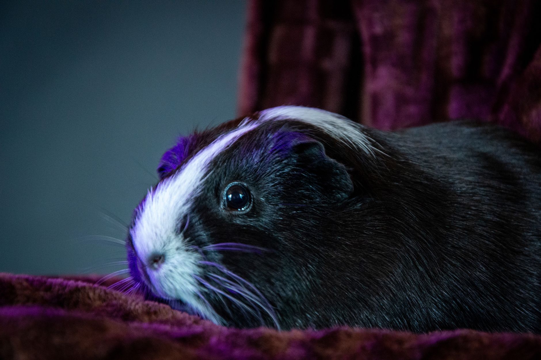 Veterinary care for a guinea pig