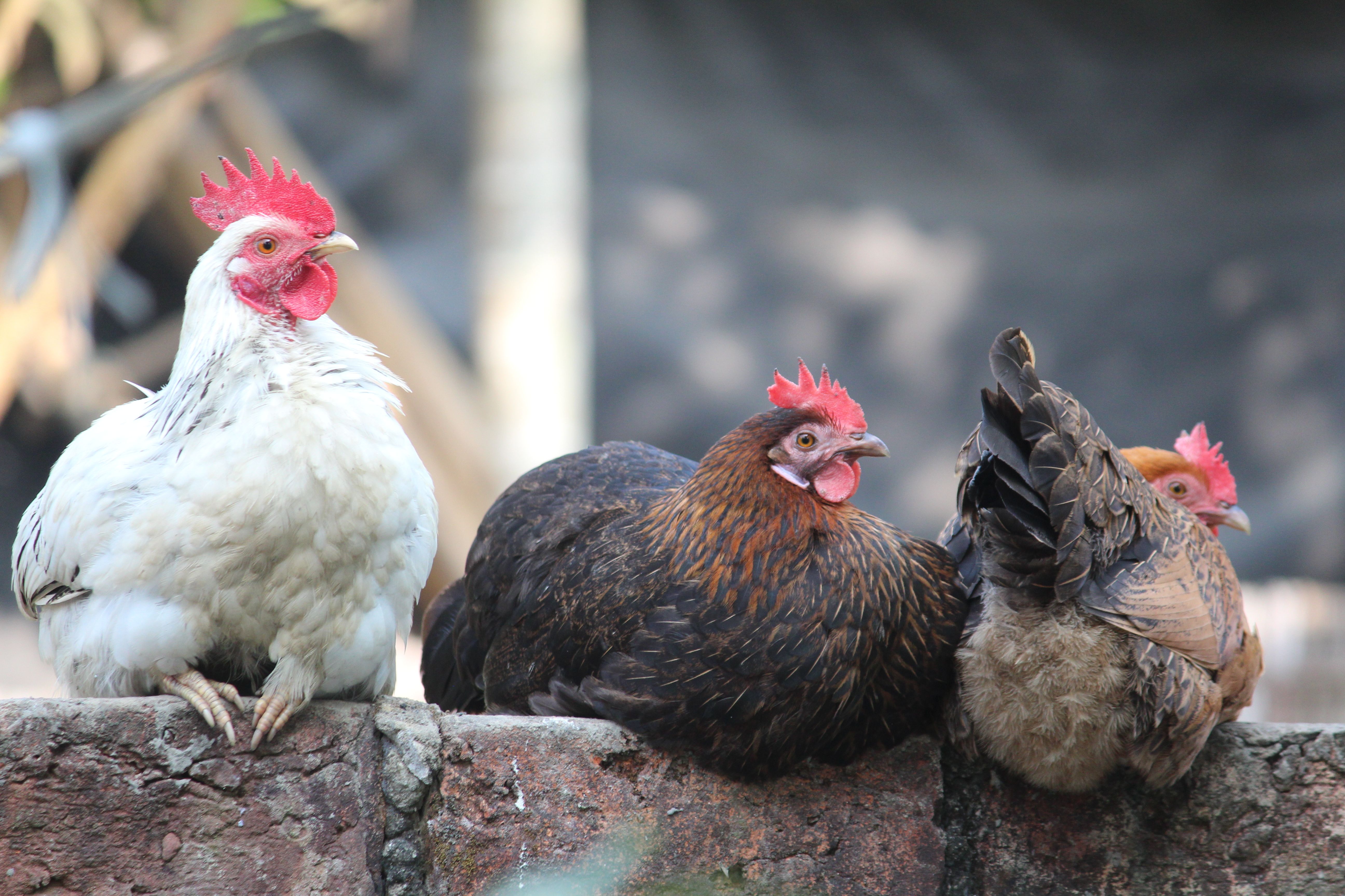 जानकारीपूर्ण मार्गदर्शन के साथ chicken road game download और खेल के सभी पहलुओं को जानें हमेशा।