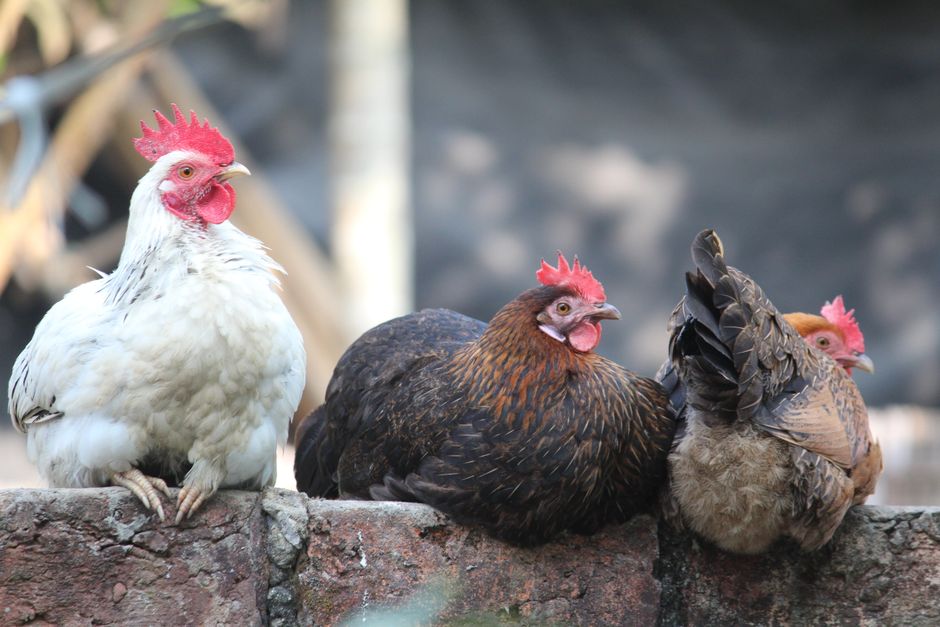 जानकारीपूर्ण मार्गदर्शन के साथ chicken road game download और खेल के सभी पहलुओं को जानें हमेशा।