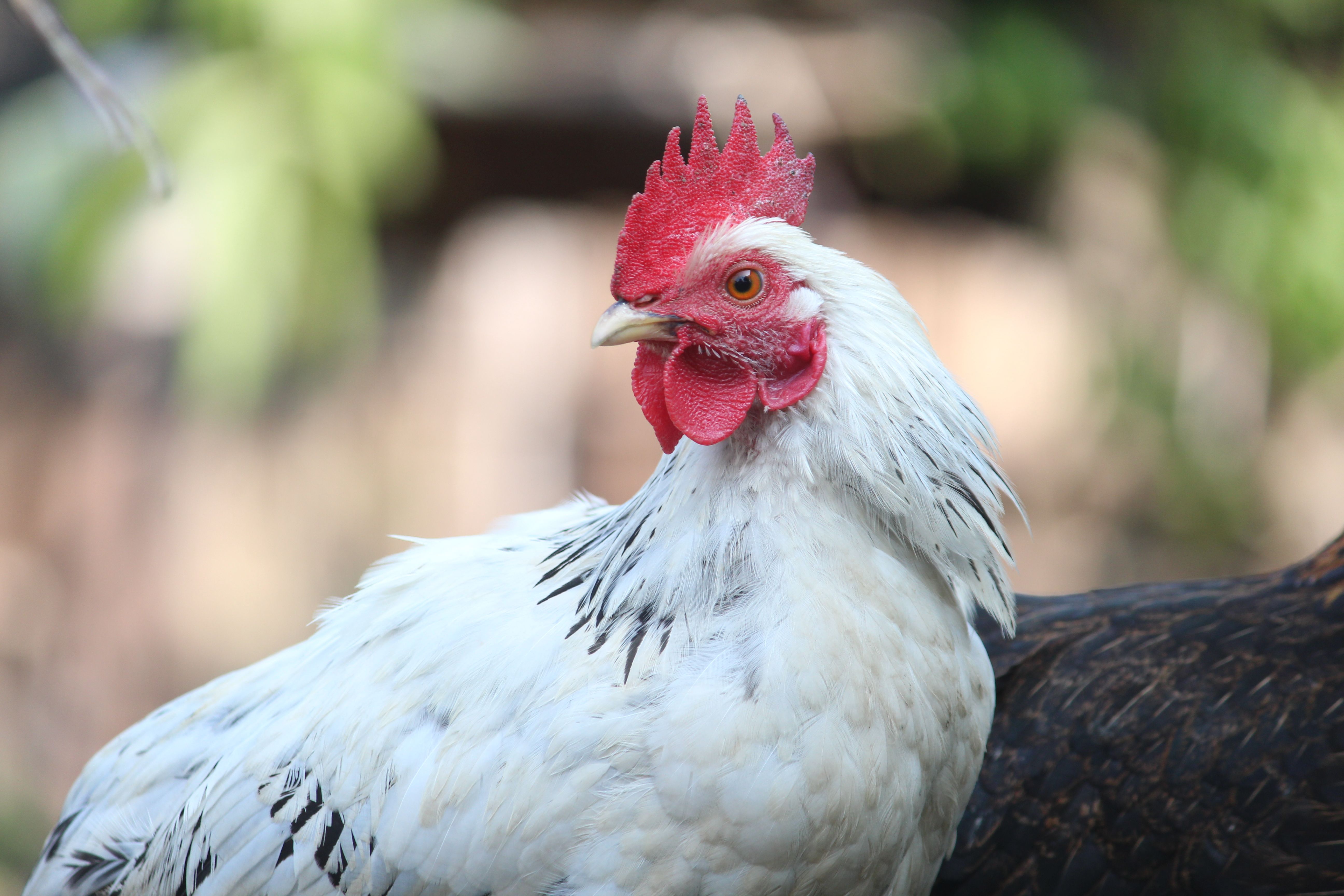 Close-up of a White Chicken in Natural Setting · Free Stock Photo