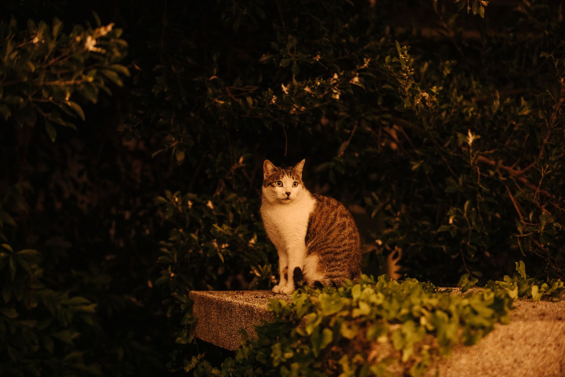 Portrait of a cat at a veterinary clinic