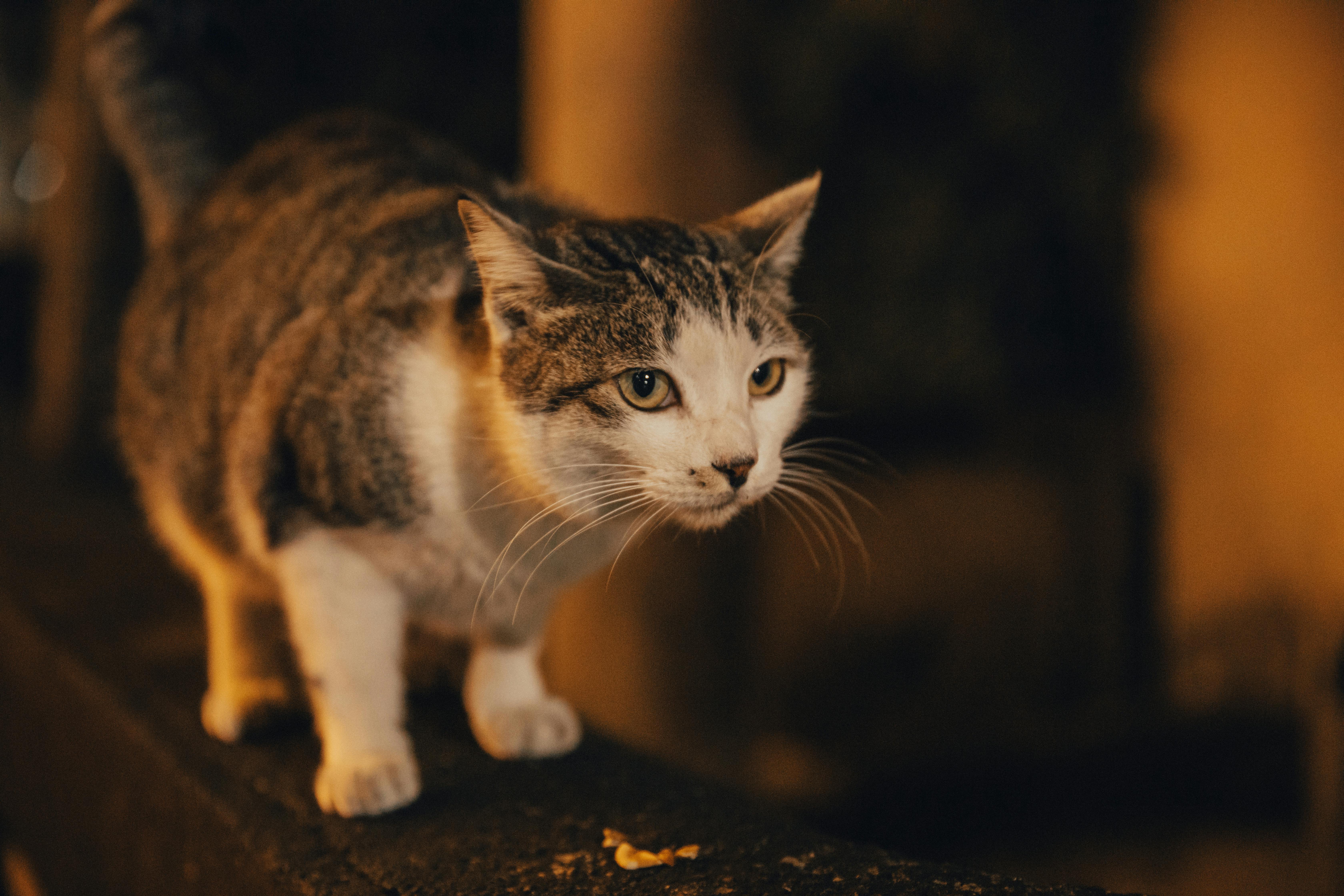 A curious tabby cat exploring a dimly lit street in Taiwan during the night.