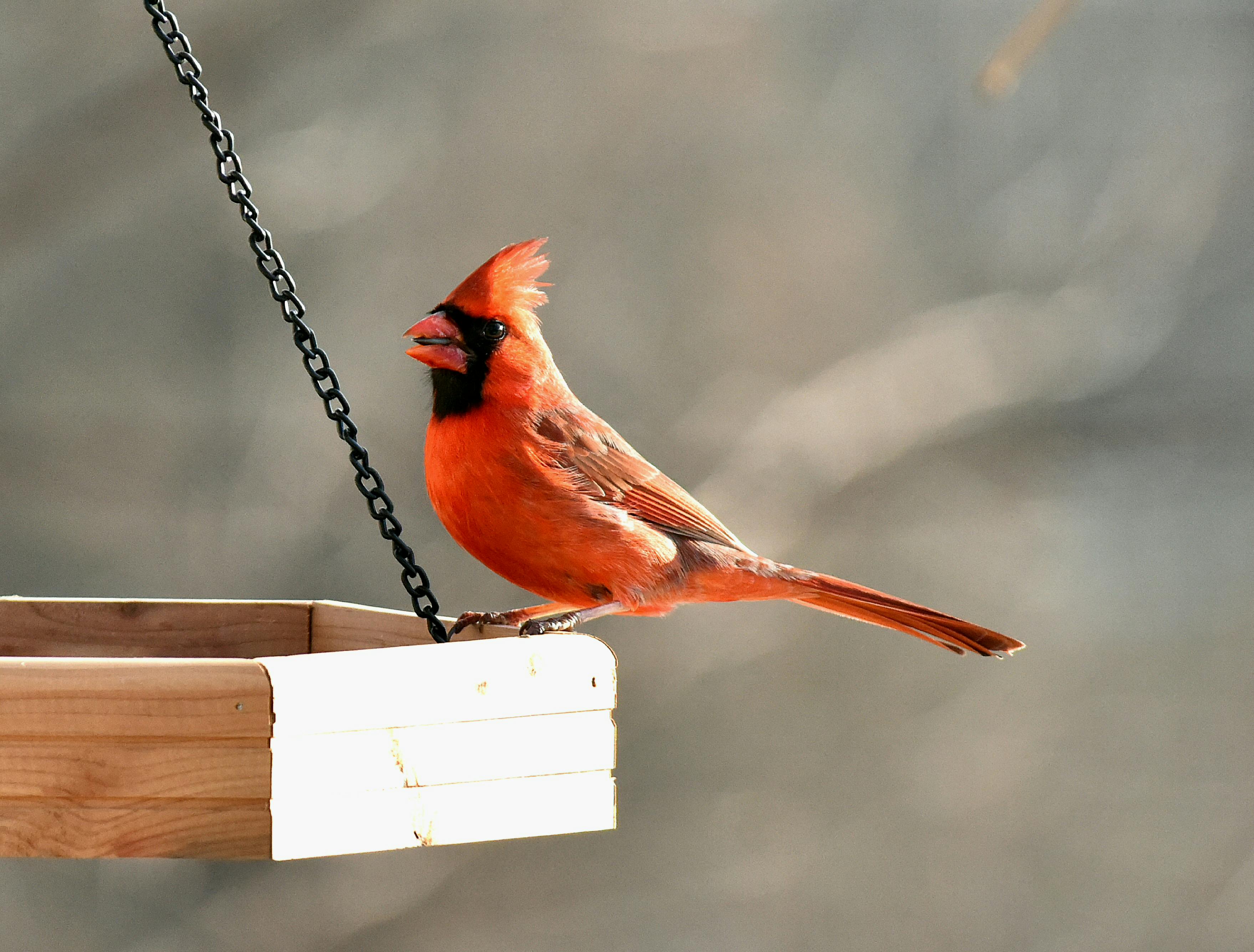 A striking red Northern Cardinal perches on a wooden bird feeder in natural outdoor light.