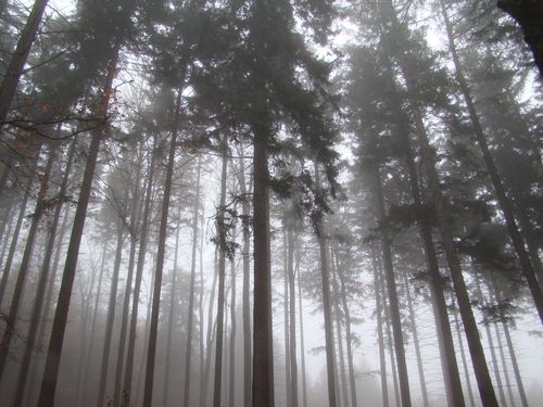 Free A mystical foggy forest with tall pine trees, evoking a serene and mysterious atmosphere. Stock Photo