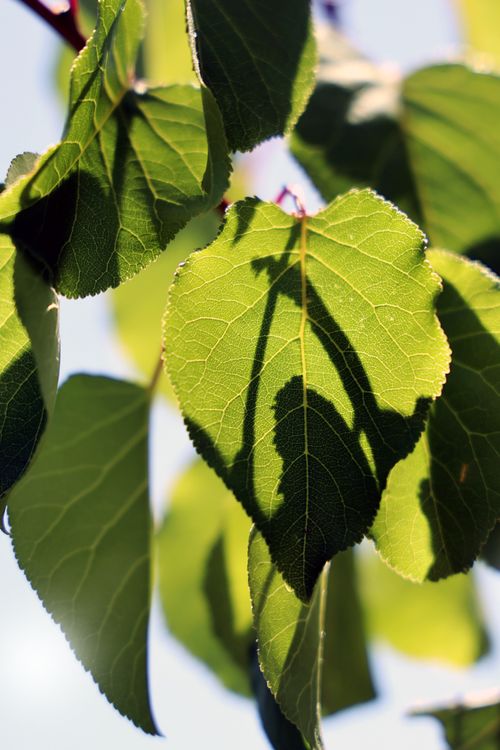 Free Close-up of green leaves with a distinctive shadow pattern under bright sunlight. Stock Photo