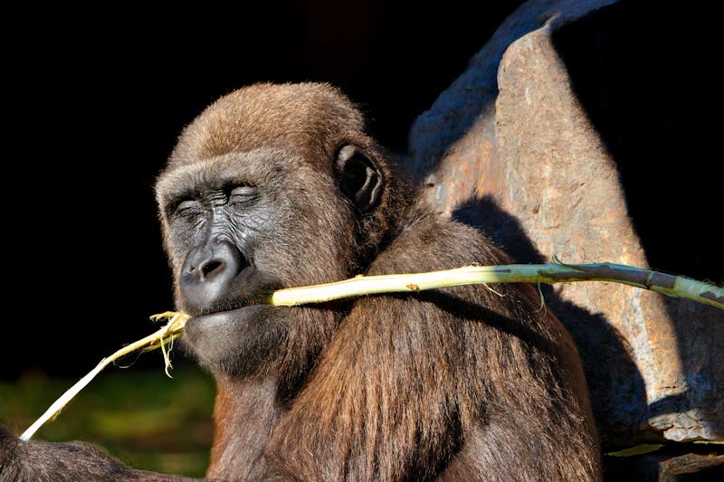 2 Days Gorilla Trekking Safari in Rwanda