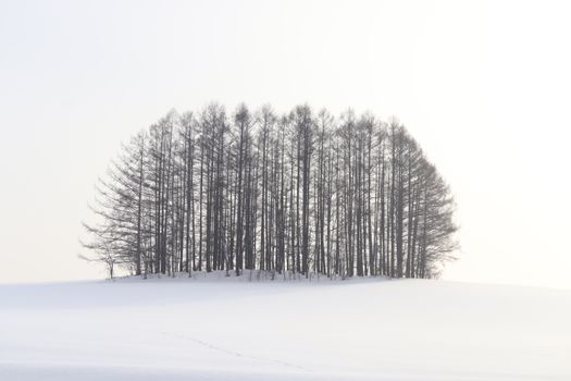A minimalist view of bare trees in a snowy field under winter light.