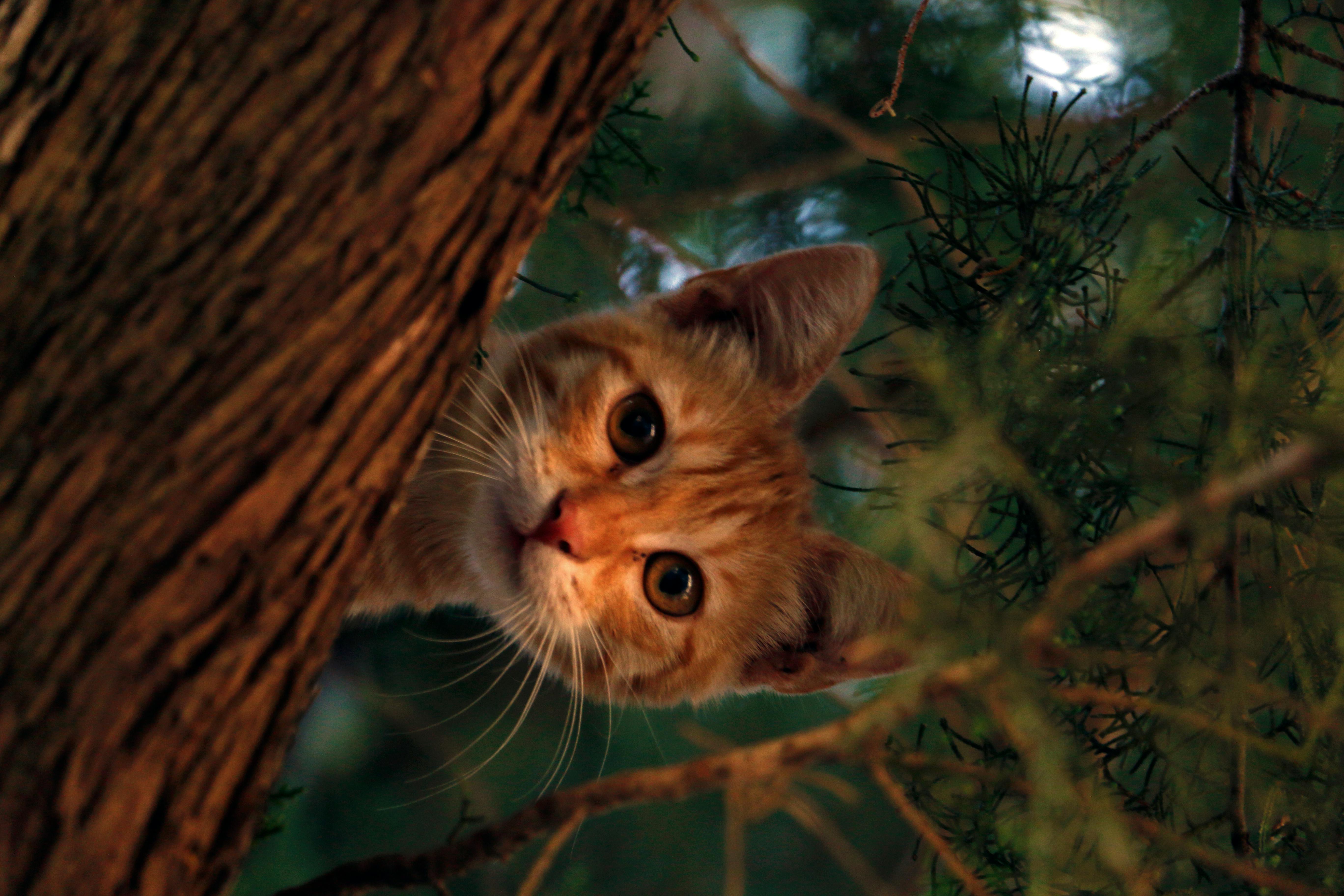 Cute Cat In Forest