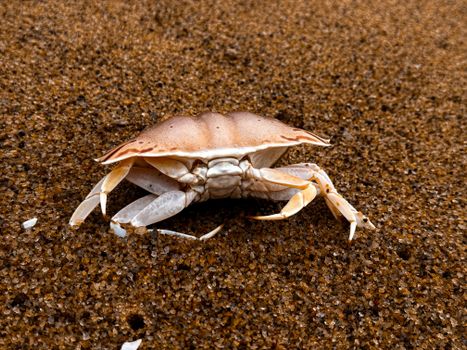 crab photo