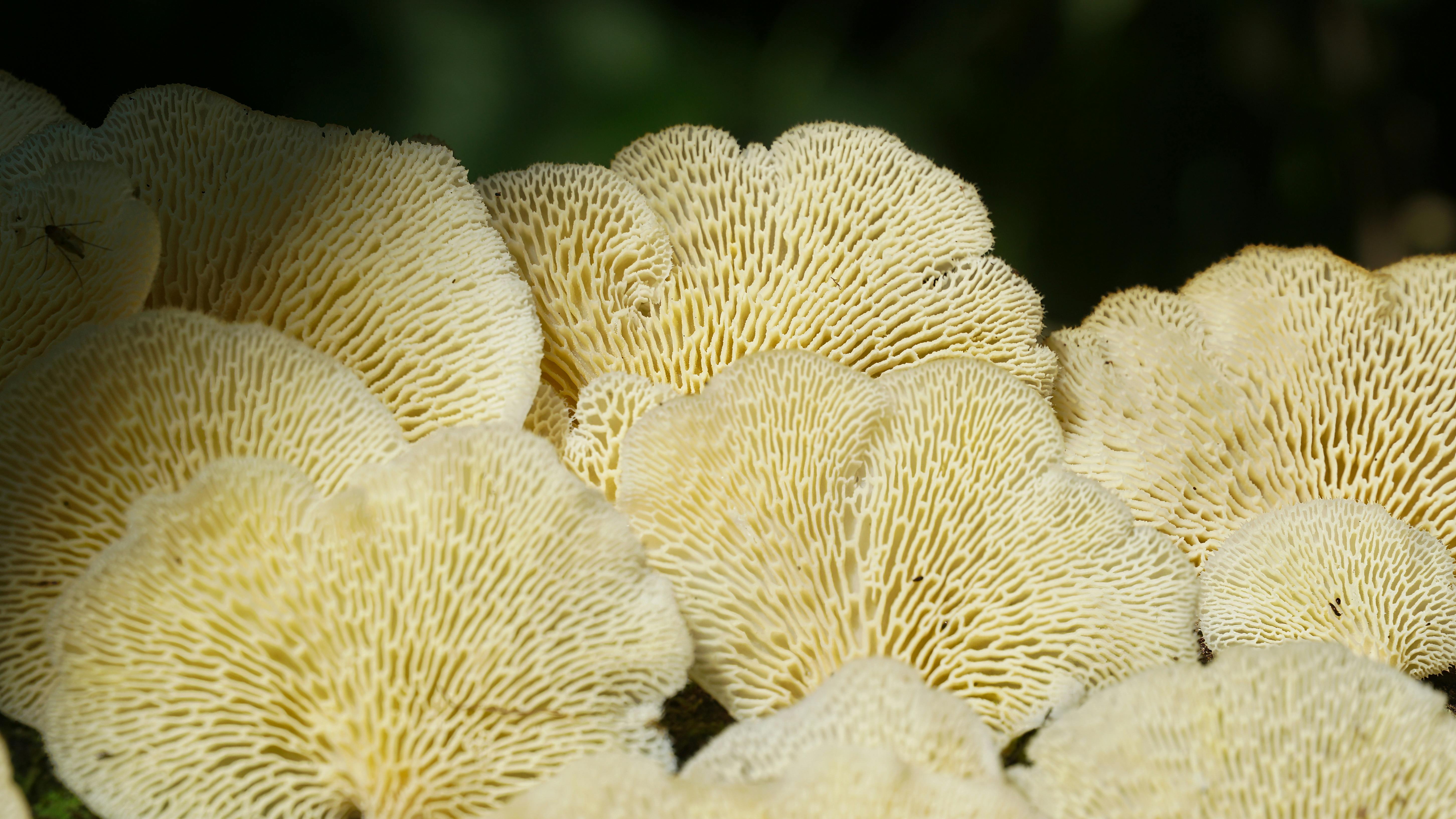 The Green Gold Rush: How a Market for Native Plants Could Save Brazil's Atlantic Forest - Visual 1