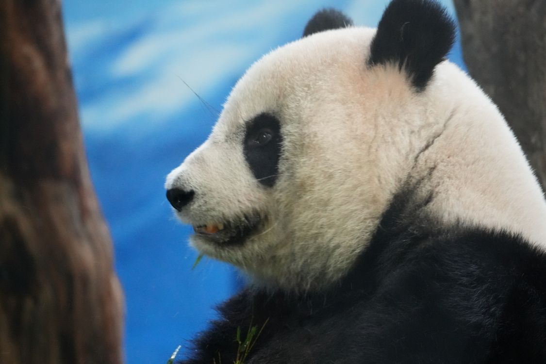Close-up of a Giant Panda in a Natural Habitat · Free Stock Photo