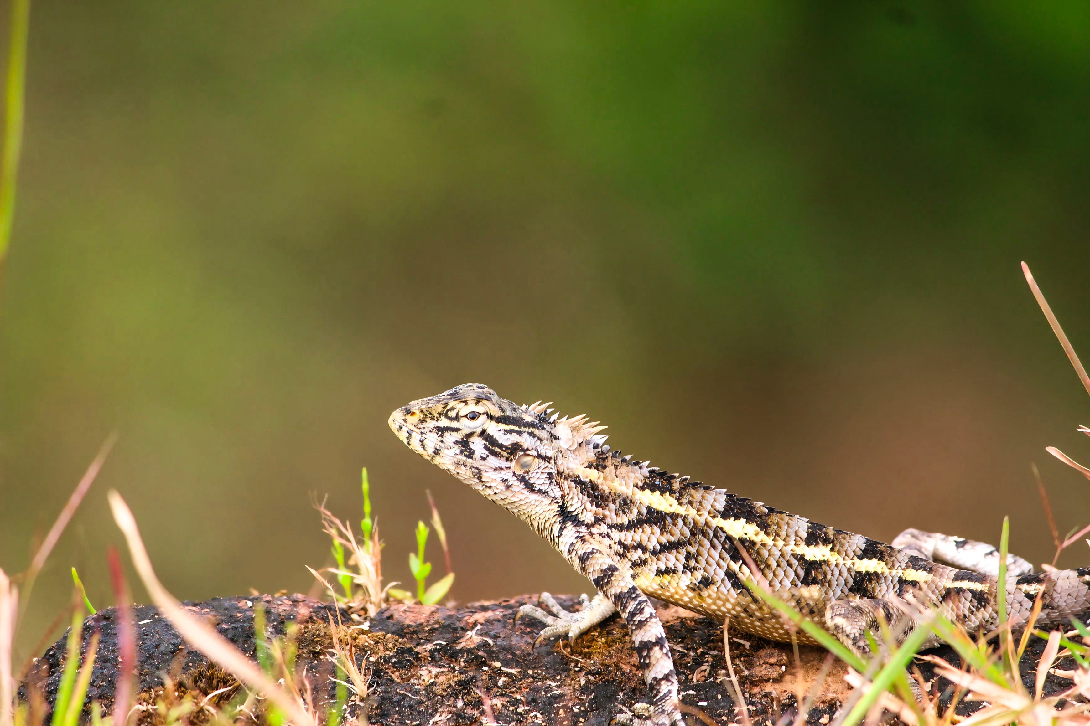 Close-up of a Garden Lizard on a Rock · Free Stock Photo