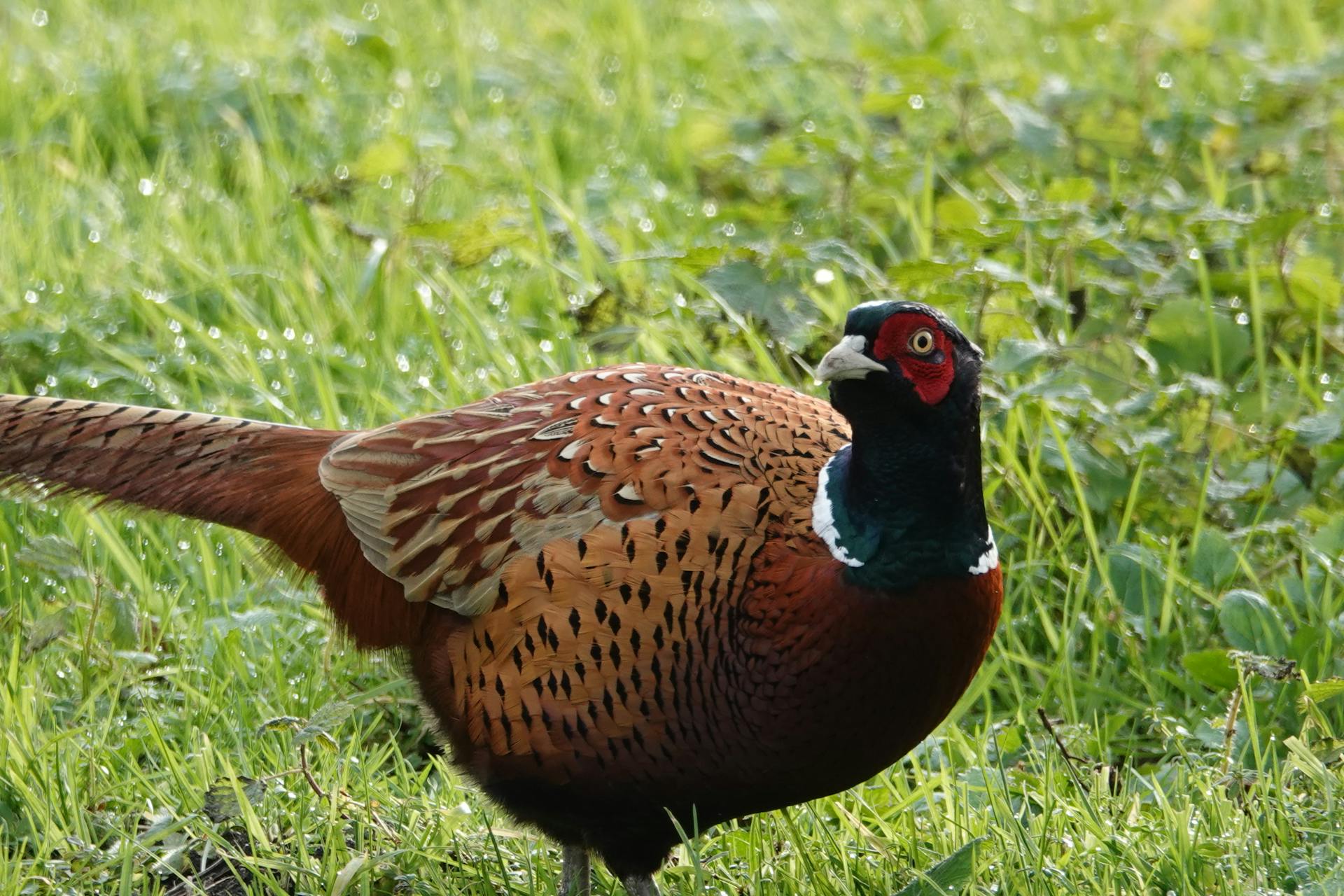 A colorful pheasant photographed in a lush Reeuwijk meadow, showcasing its striking plumage.