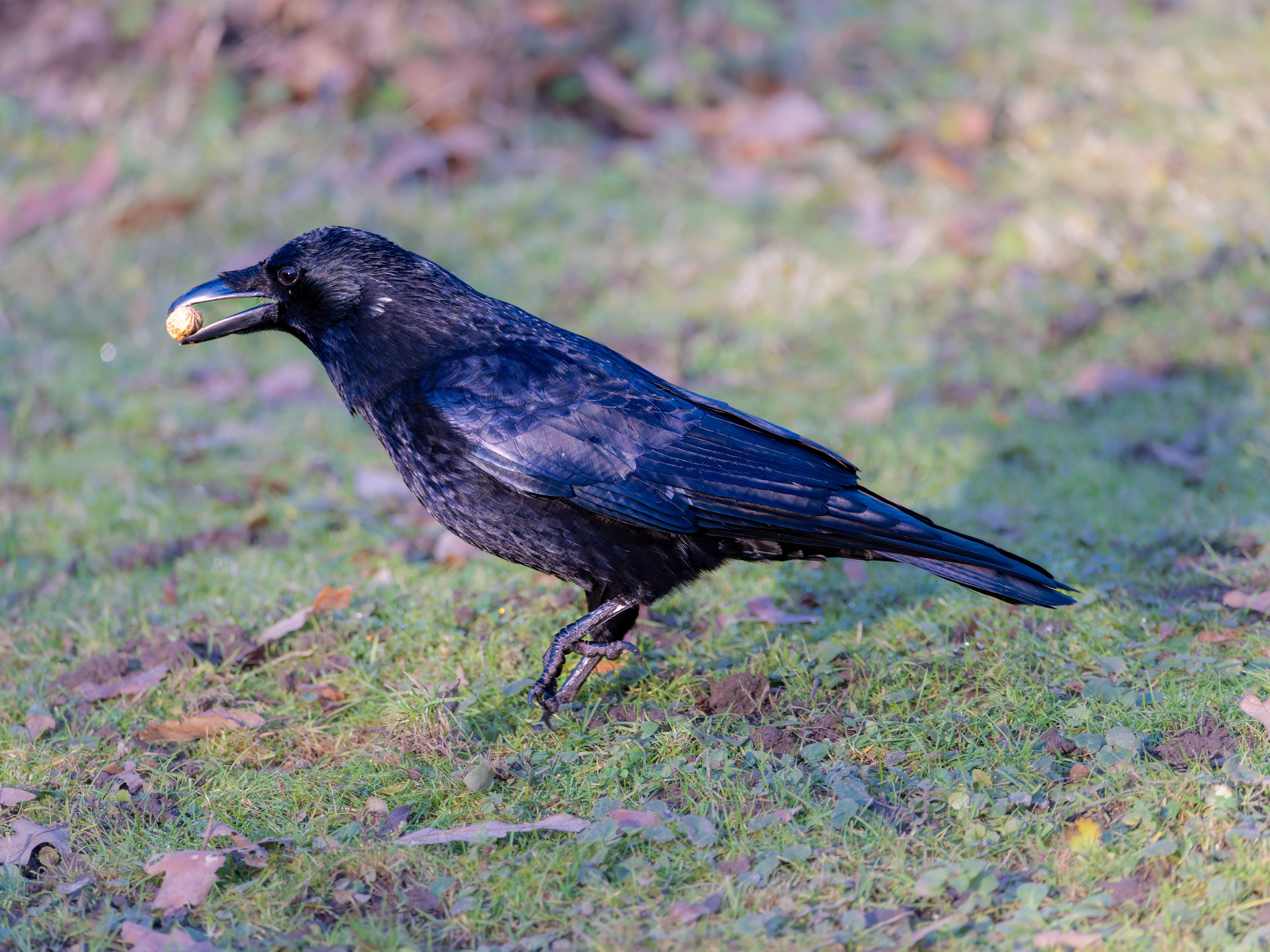Illustrative image about the meaning of dreaming About a Crow or Raven: What Does It Mean?