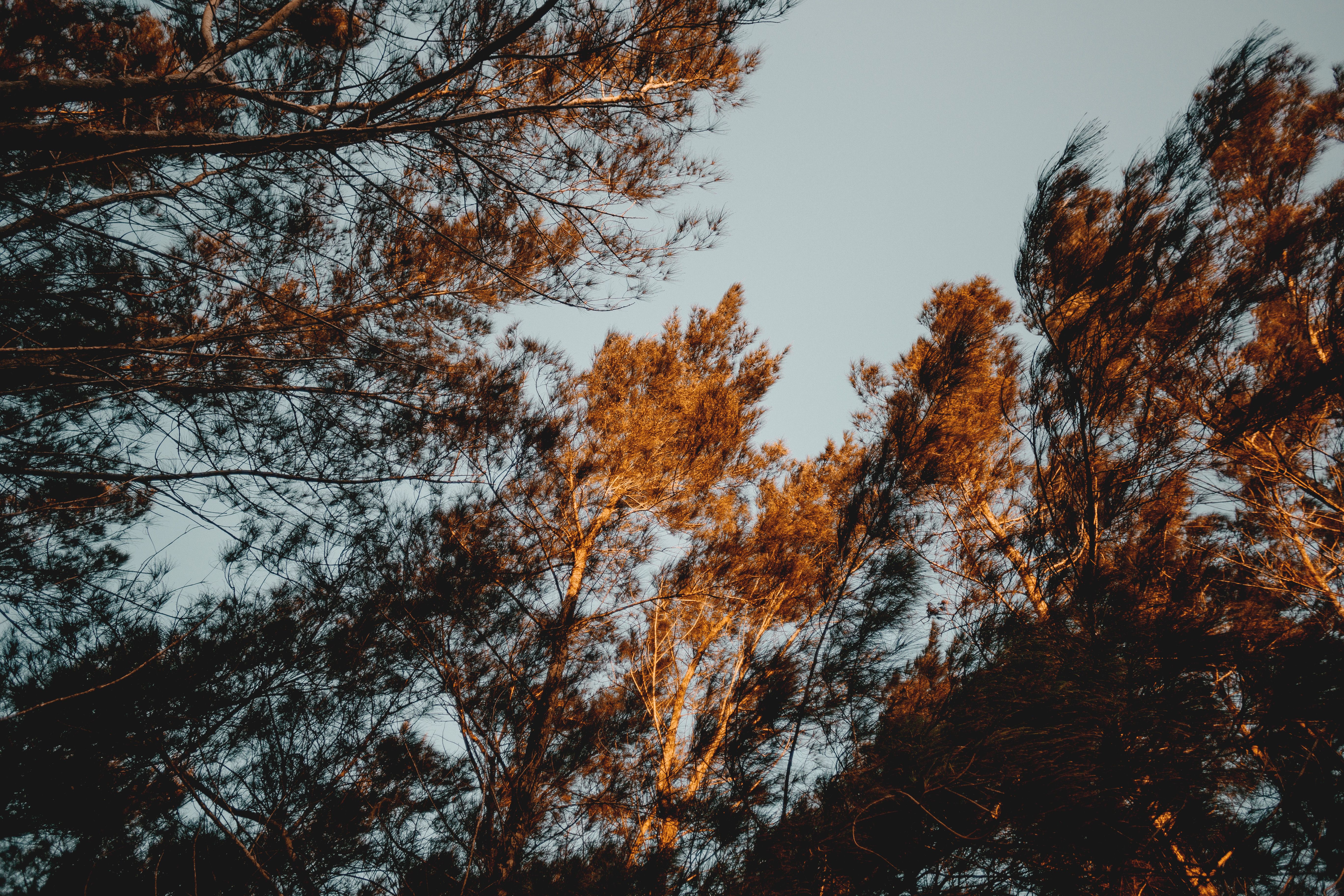 High Angle Photography Of Tree · Free Stock Photo