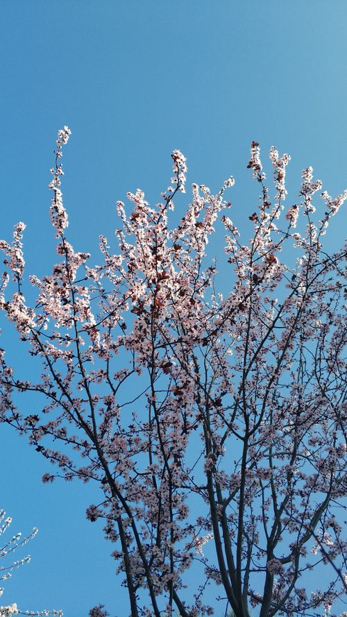 Free Beautiful cherry blossoms blooming under a bright blue sky in Alaplı, Türkiye. Stock Photo