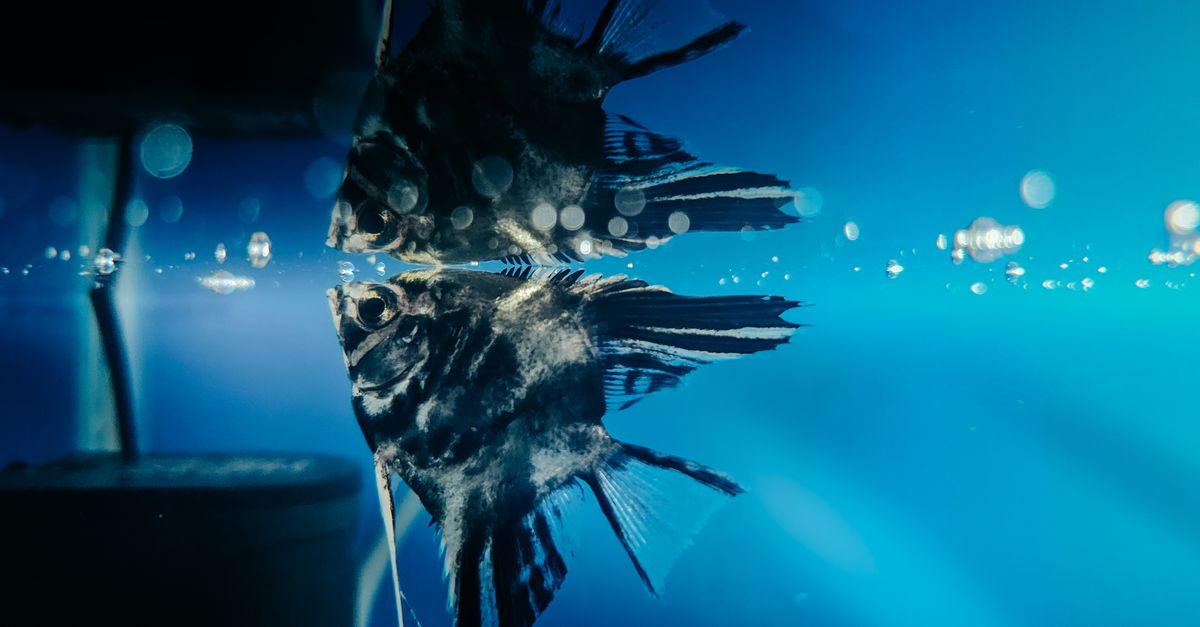 Refection Fish Vibrant Angelfish Reflection in Aquarium Water · Free Stock Photo