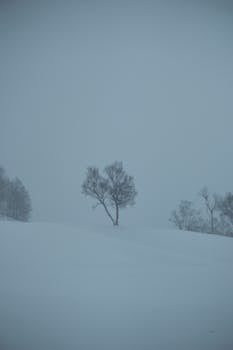 Minimalist winter landscape in Niseko, Hokkaidō with solitary tree covered in fresh snow.