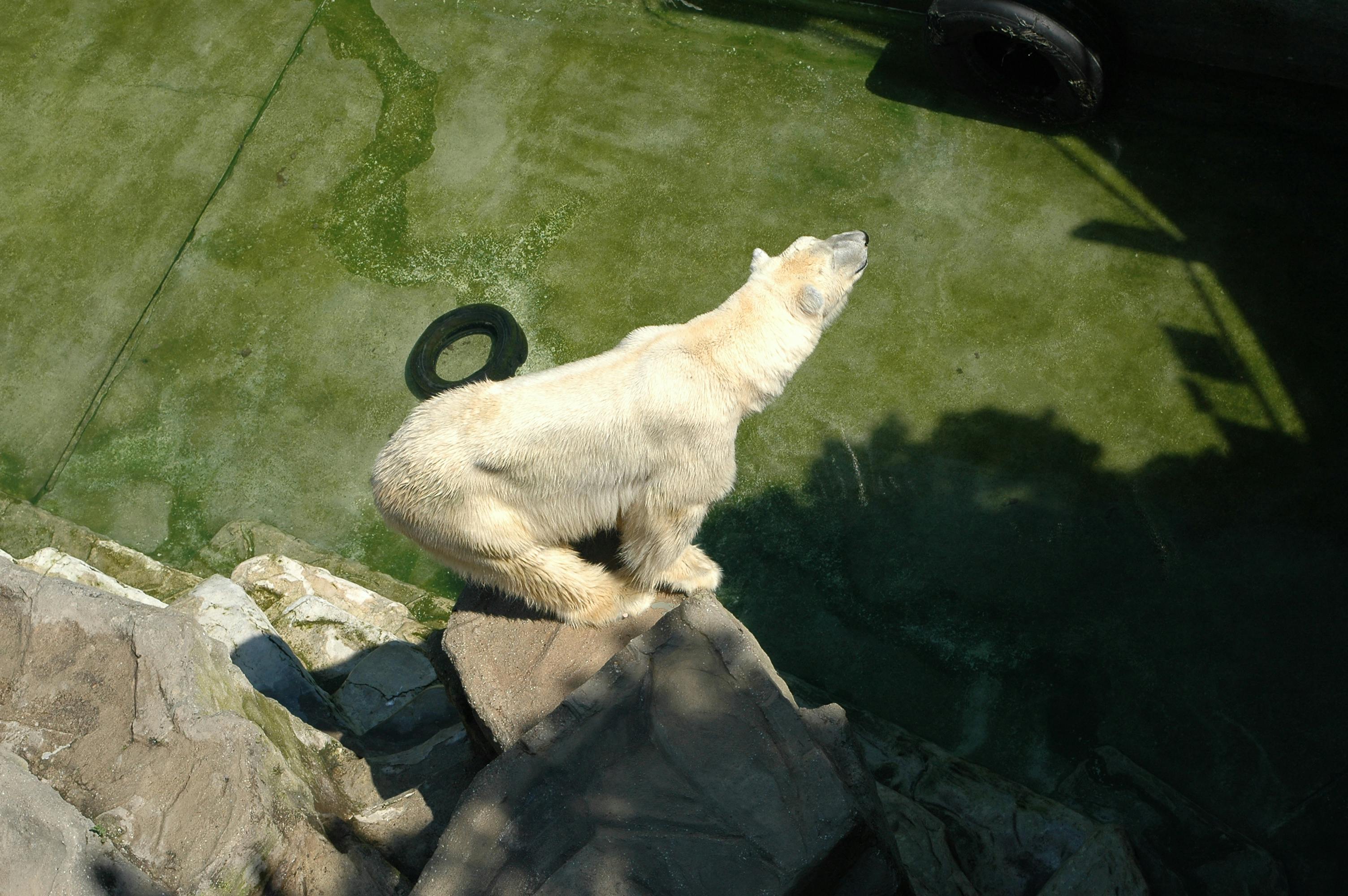 Polar bear sitting in the sun within its enclosure at Zoo Vienna, Austria, capturing a serene moment.