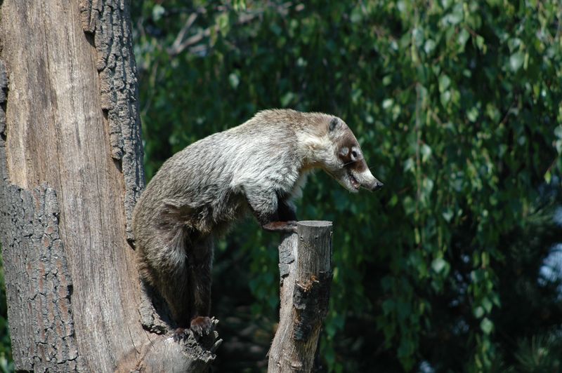 White-Nosed Coati