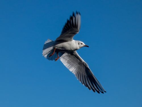 Free A seagull gracefully soars in the bright blue sky, showcasing its wingspan. Stock Photo