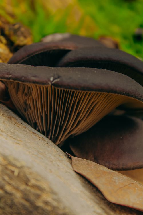 Free Detailed view of dark wild mushrooms with visible gills in a forest setting. Stock Photo