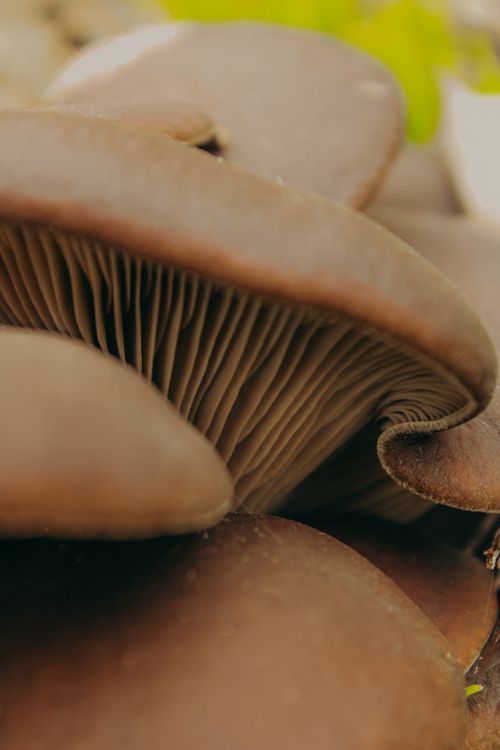 Free Detailed close-up of oyster mushrooms with visible gills and earthy tones. Stock Photo