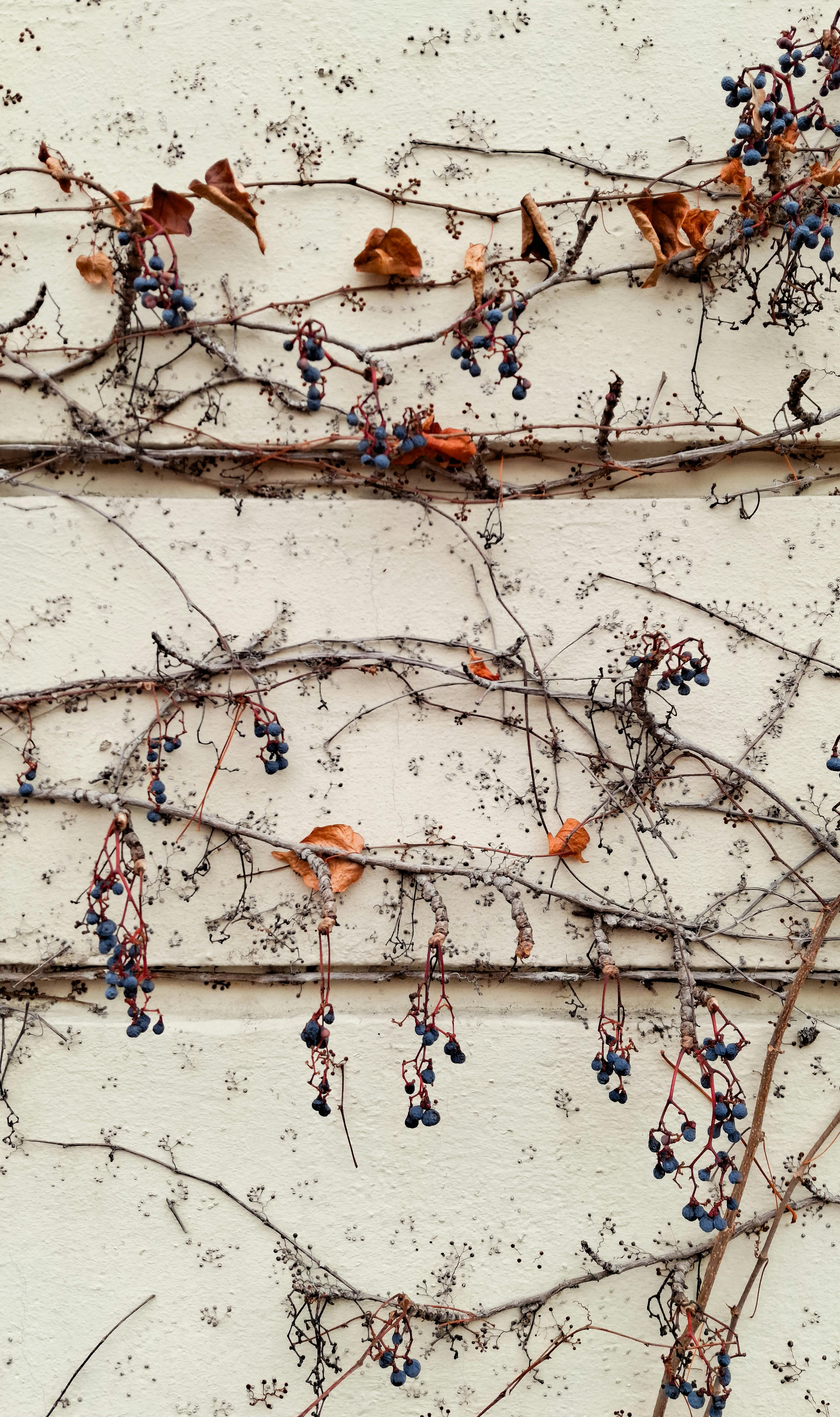 Ivy vines with blue berries and dried leaves on a beige wall, capturing a rustic autumn vibe.