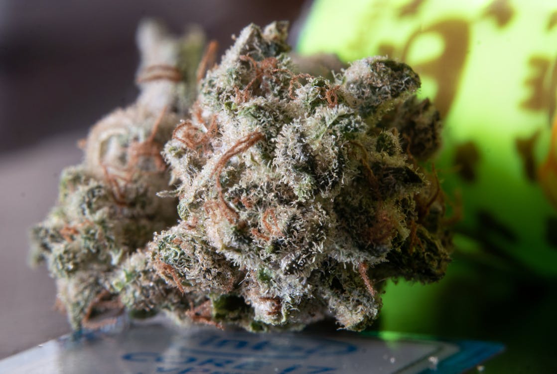 Free Macro Photography of a Cannabis Bud Stock Photo
