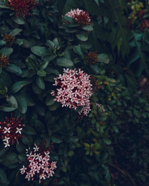 Free Close-up of blooming Ixora flowers surrounded by lush green leaves in an Indian garden. Stock Photo