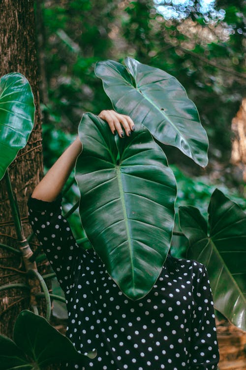 Person Covering Face With Huge Green Leaf