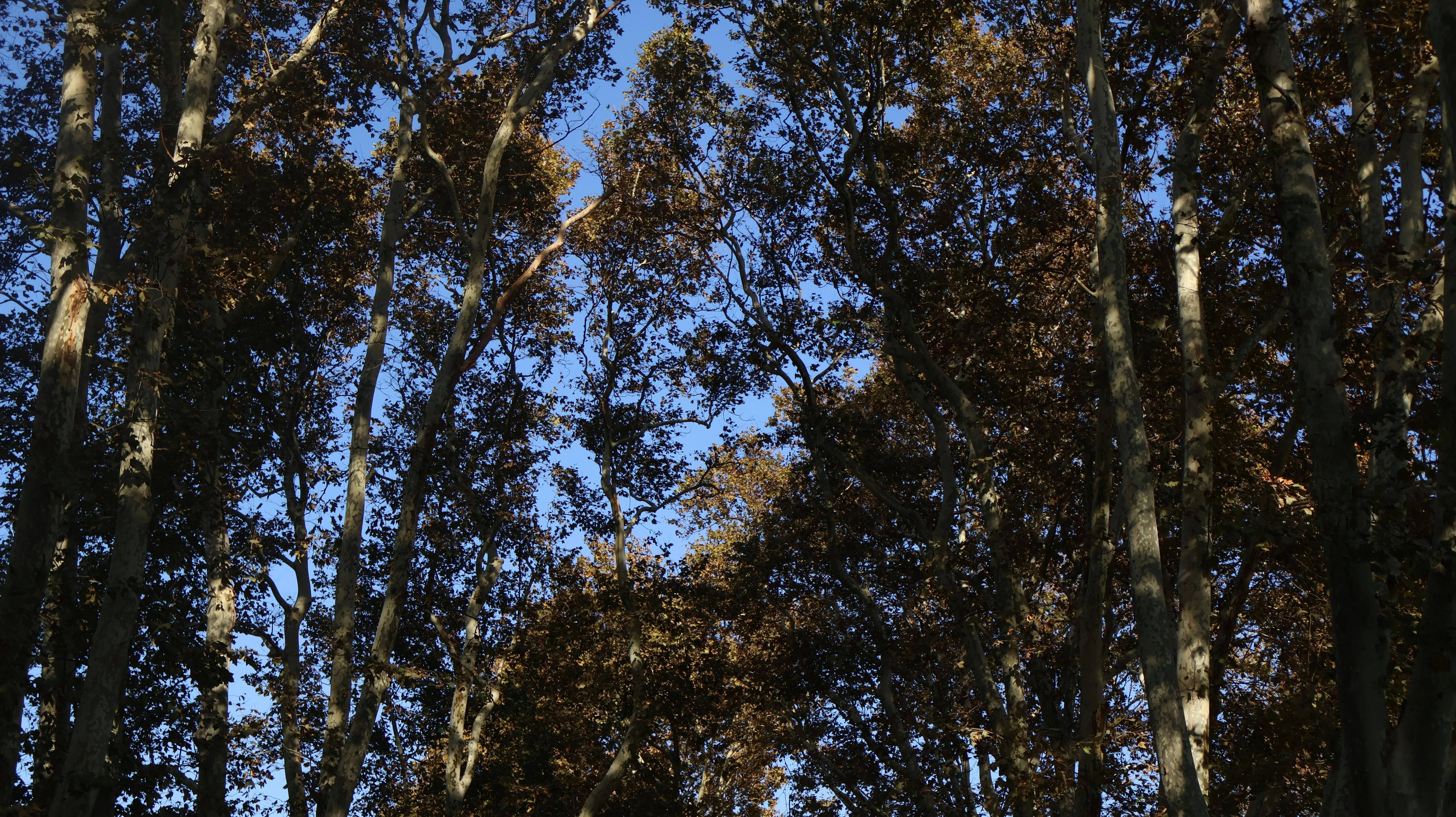 Kostenlos Sonnenlicht fällt durch ein dichtes Blätterdach im Herbst in einer ruhigen Waldszene. Stock-Foto