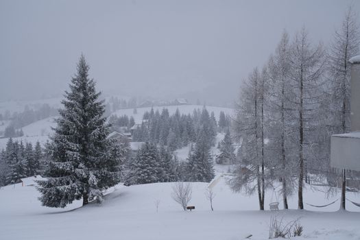 Tranquil winter scene showcasing snow-blanketed forest and landscape.