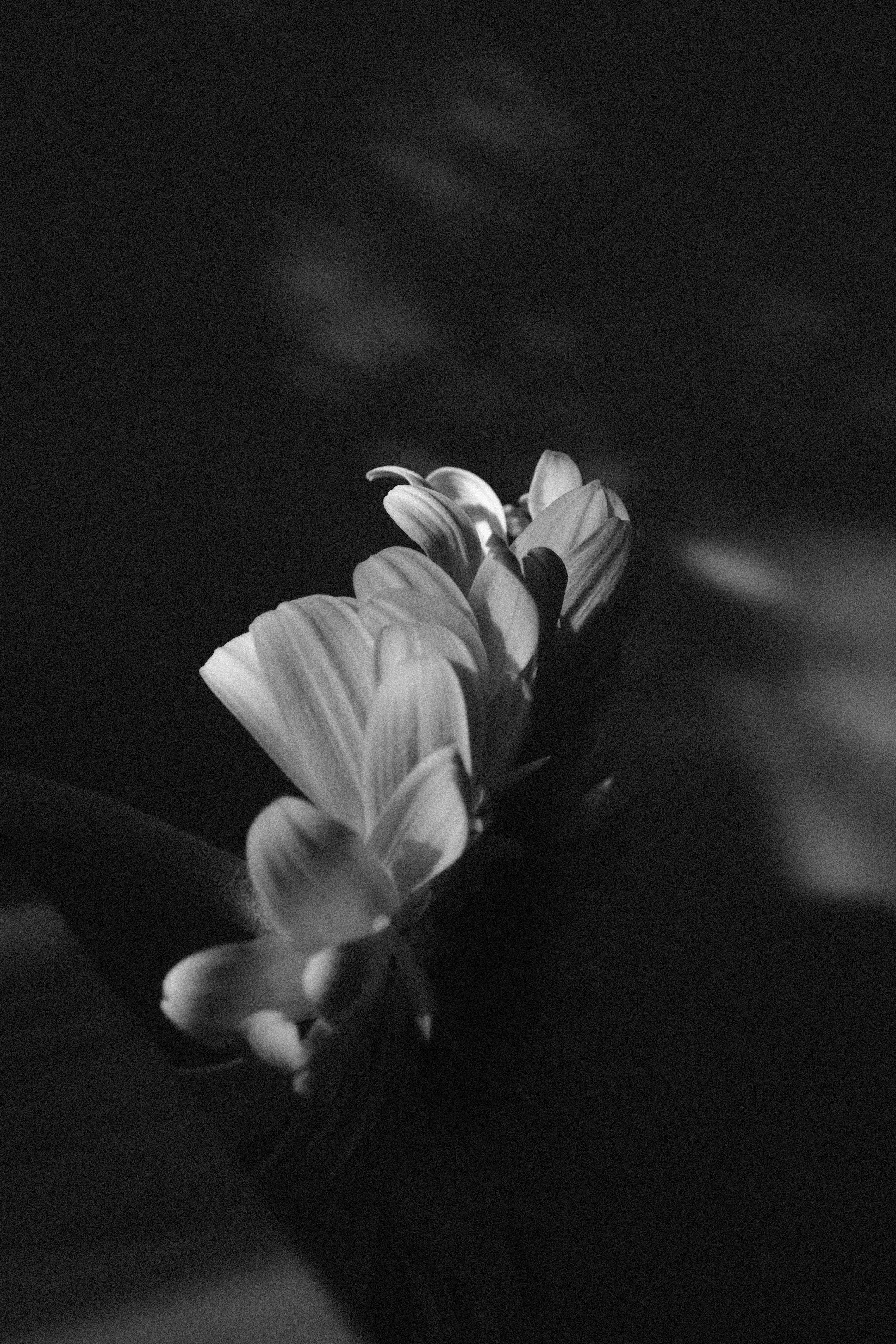 Artistic black and white photograph showcasing delicate white flower petals with soft shadows.