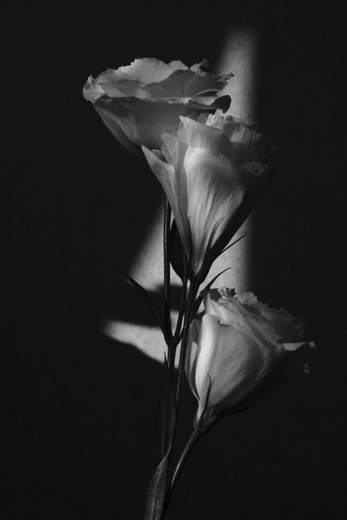 4.000+ Schwarz-weiß-blumen Bilder und Fotos · Kostenlos Downloaden · Pexels Stock-Fotos
