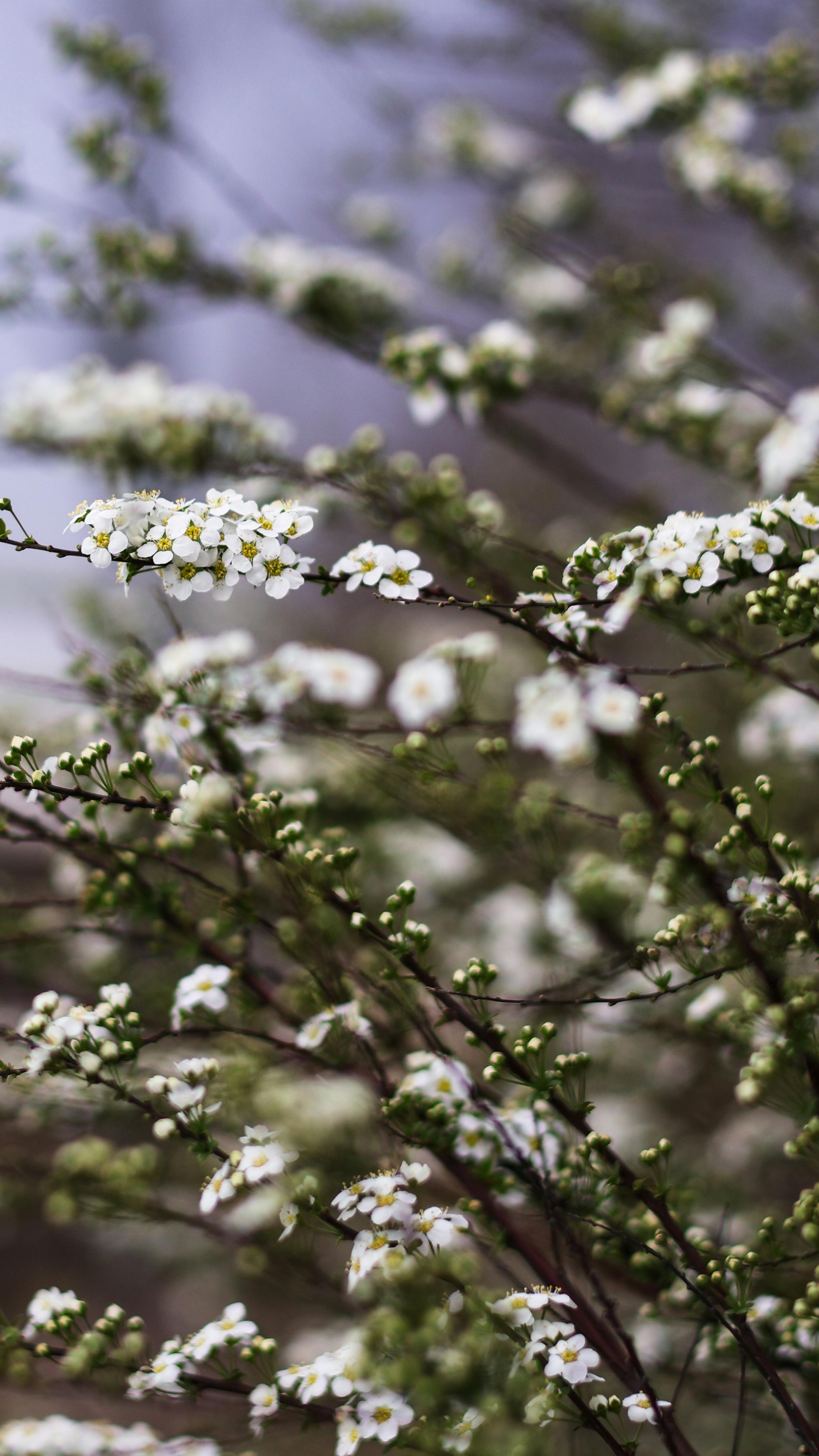 Fondale Fotografico 2x2 M – Paesaggio Primaverile Con Prato, Alberi E Fiori Bianchi – Sfondo In Vinile Per Feste E Studio - 6
