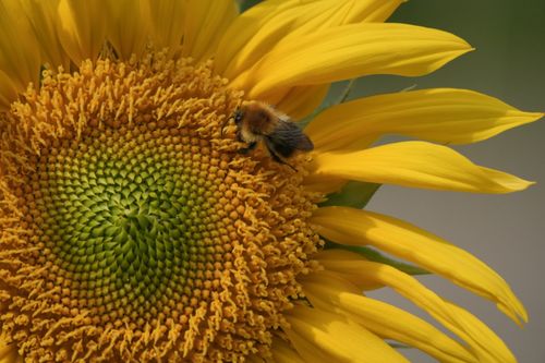 Free Detailed image of a bee pollinating a bright sunflower in full bloom. Stock Photo