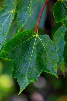 Vivid green maple leaves glistening with morning dew, captured in a serene natural setting.