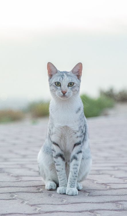 Serene Cat Sitting on Cobblestone Pathway · Free Stock Photo